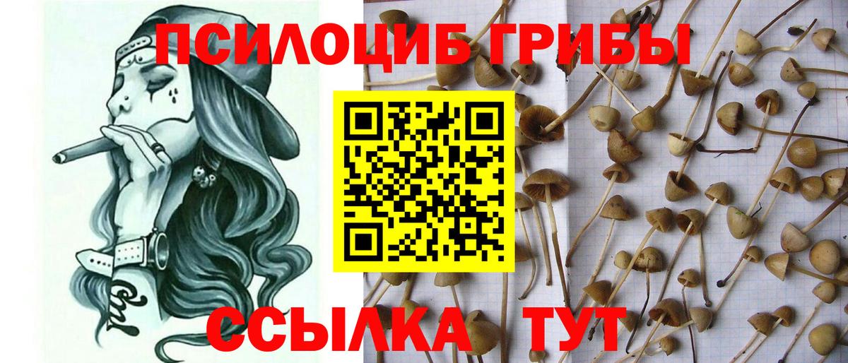 Галлюциногенные грибы Psilocybine cubensis  Вход с VPN  Петрозаводск 